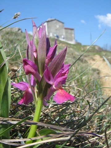 Dactylorhiza sambucina